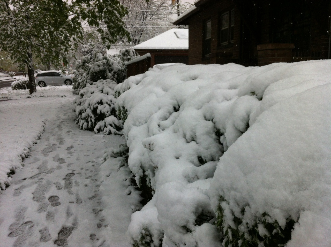 Snowy Bushes