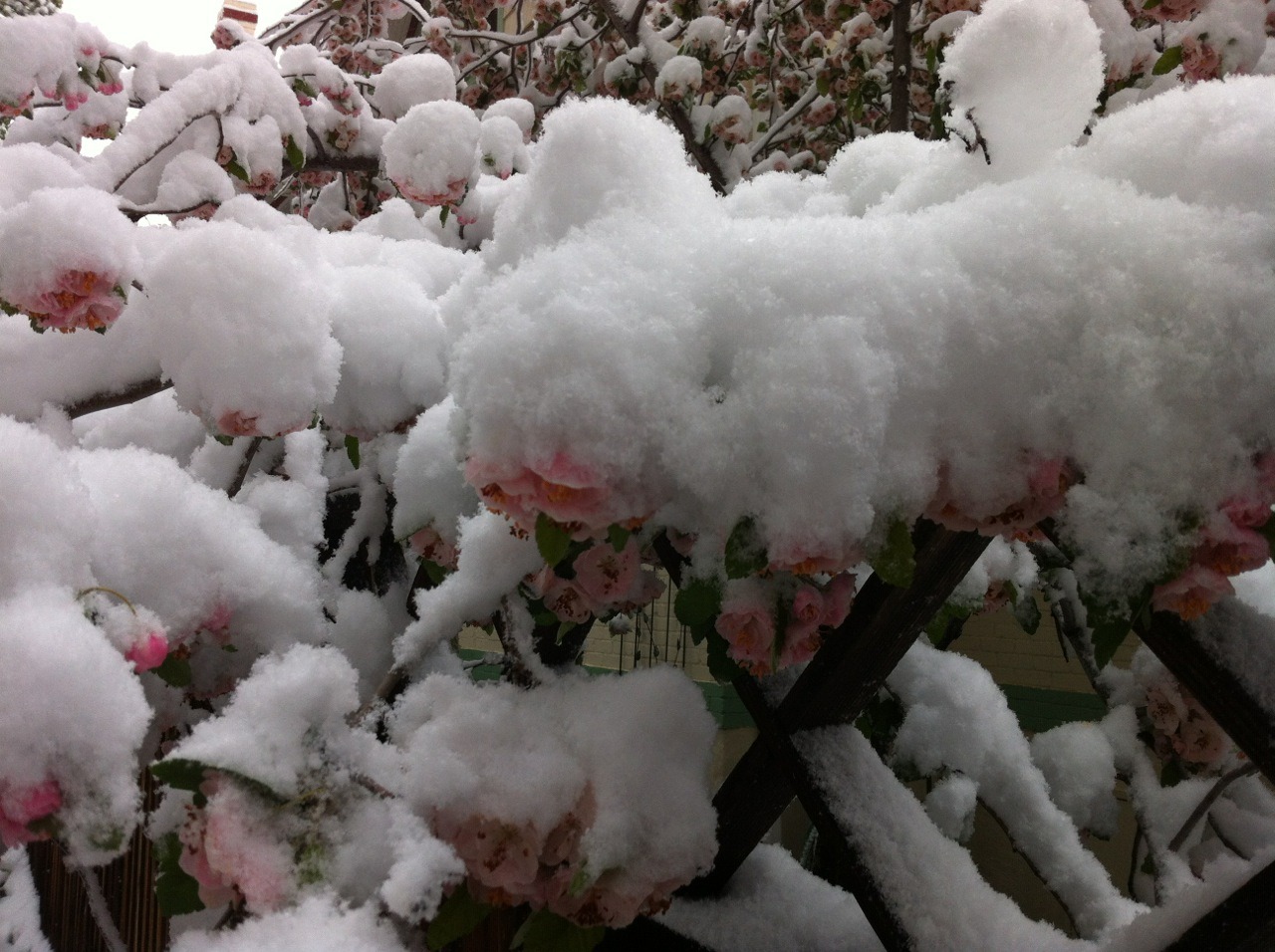 Snowy blossoms