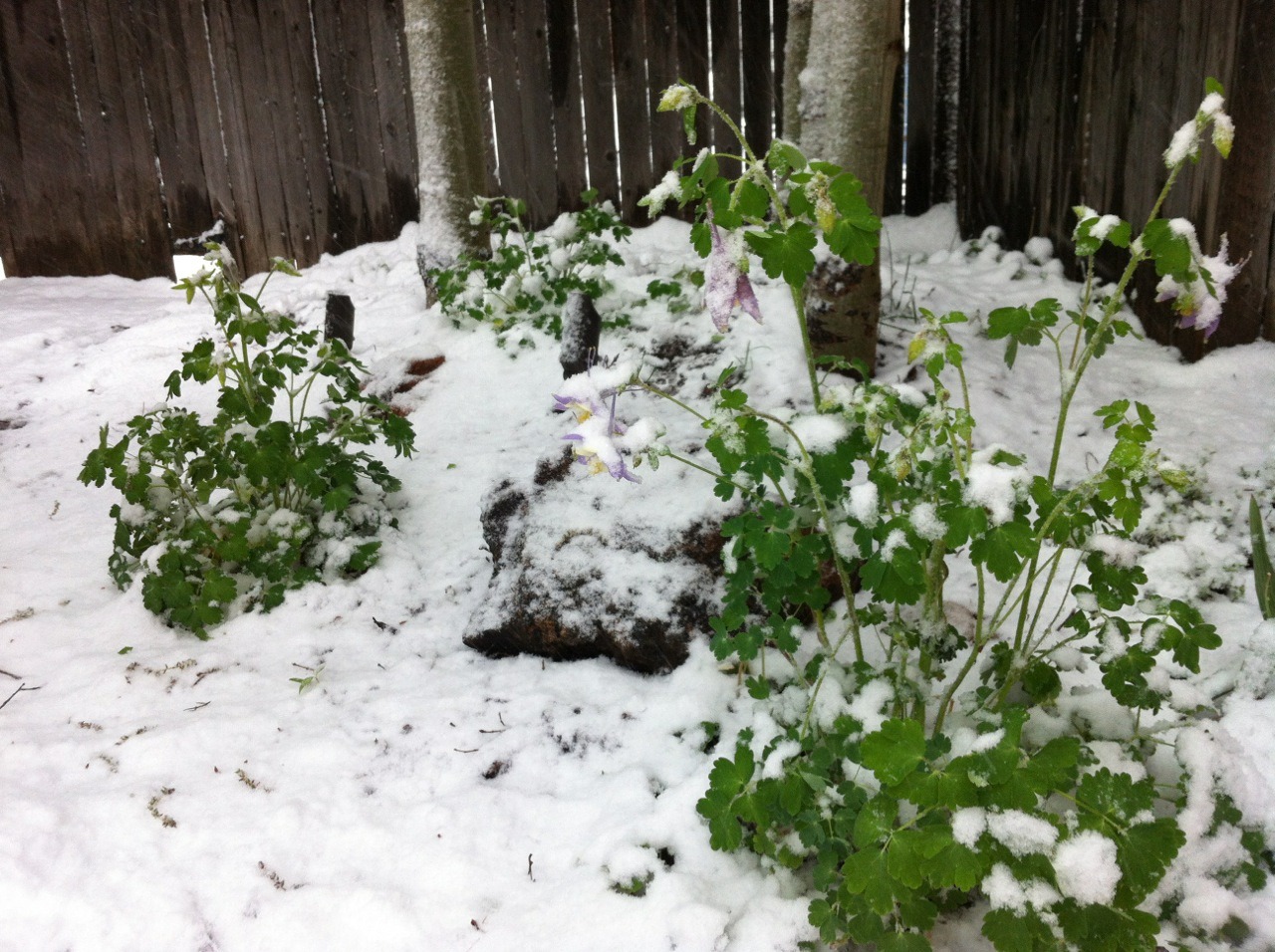 Columbines